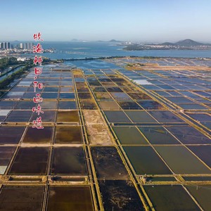 牧海耕田，阳西味道