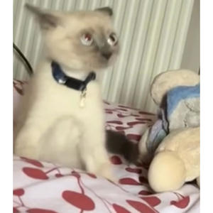 Shake That Ass (Explicit)