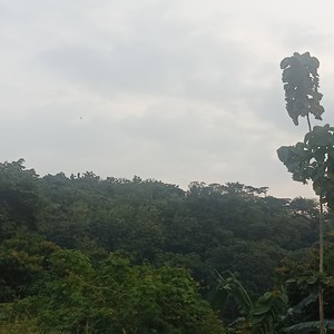 merah putih lambang suci