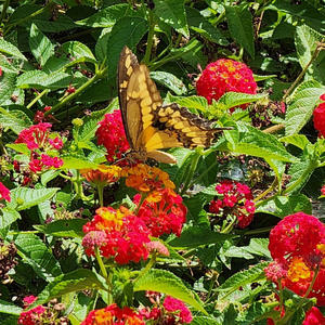 Palm Tree (feat. TG NIGHTMXRE) (Explicit)