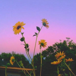 sunflowa