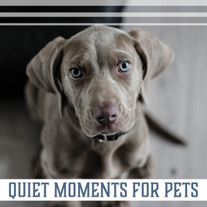 Quiet Moments for Pets – Best Relaxing Zen Music Therapy for Your Furry Animal Companion