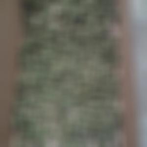 Give Me Kill (Explicit)