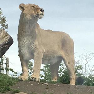 Pretty wife (feat. Ant Cook & Josie Carney)