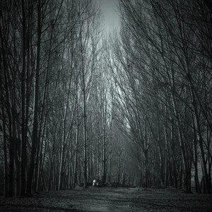 The Forest Of Silence