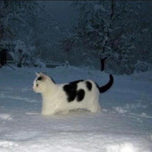 Trade it all (feat. Ysg young choppa) (Extended Version|Explicit)