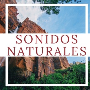 Sonidos Naturales: Lluvia, Tormenta, Bosque, Ruido Blanco, Asmr, Olas del Mar