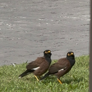 ล่วงลืม (Explicit)