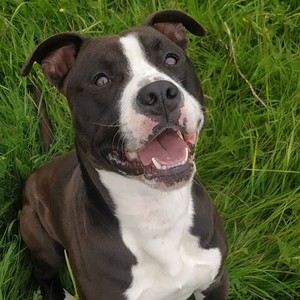 KYLO (feat. Sun of Dawn) (Explicit)