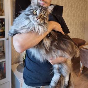 Bardzo poważna piosenka o kocie (Explicit)