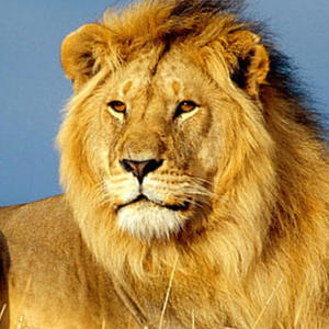 King Of Da Jungle (Explicit)