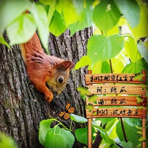 糖瓜 - 和你相守红尘里