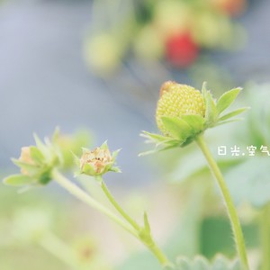 李溢科 - 花瓣飘落的季节