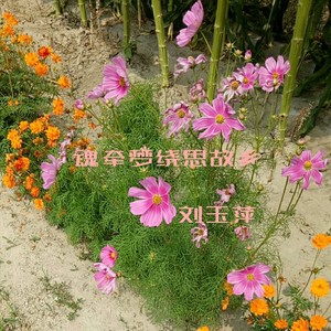 魂牵梦绕思故乡