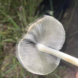 SPIN AROUND (feat. nictheteen) (Explicit)