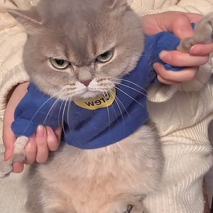 给你们 bang 出一只小猫