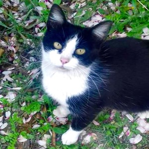 Las Estrellas Y La Gatita