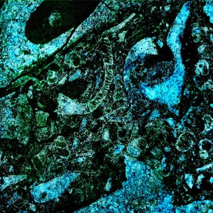 Climbing The Beanstalk