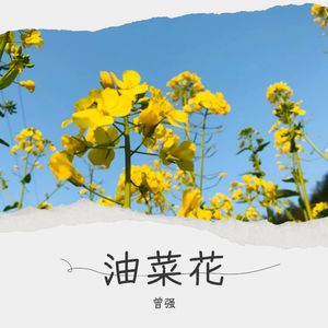 油菜花