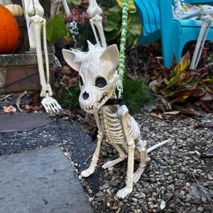 Knock Knock Who's There The Bone Dog (week 42)