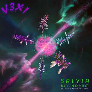 SALVIA DIVINORUM (Explicit)