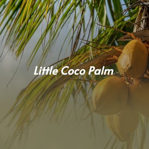 Little Coco Palm