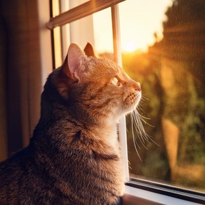 Slow Tails And Easy Afternoons