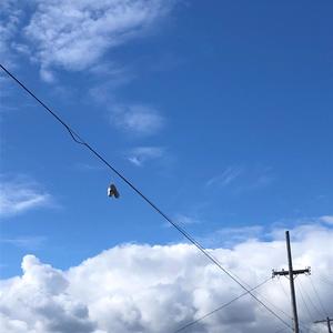 GOD BLESS THE DEEP STATE