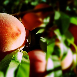 凭着爱 (粤语莫叫语版)