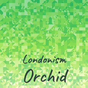 Londonism Orchid