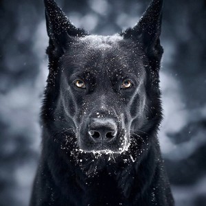 Fenrir (Explicit)