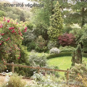 Camellia J. 'Kingyo-Tsubaki'