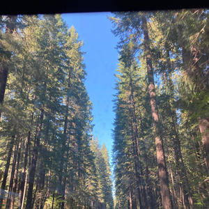 Greyhound (Radio Edit|Explicit)