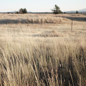 Prairie Grass