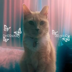 Butterfly (Explicit)