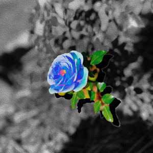 Blue Rose