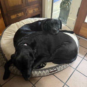 Yeah I Love My Rosie