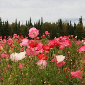 party over (Explicit)