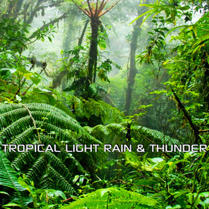 Tropical Light Rain & Thunder