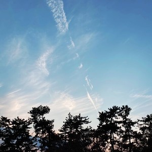 Looking at the Pine Tree