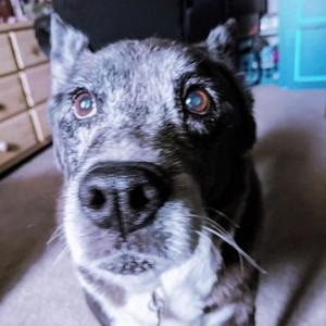 bleed for u (feat. 4psycho) (Explicit)