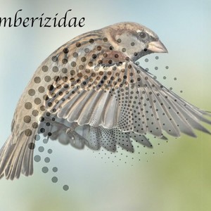 Emberizidae