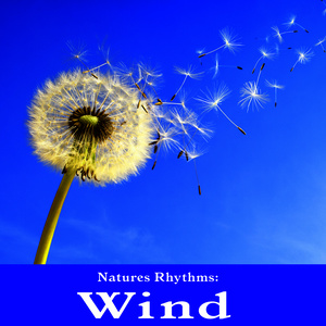 Natures Rhythms: Wind