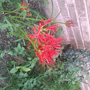 falling from the sky (Explicit)