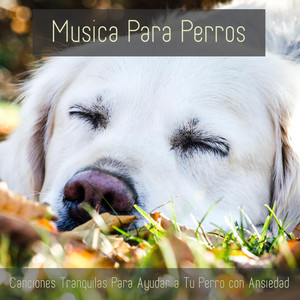 Musica Para Perros - Canciones Tranquilas Para Ayudar a Tu Perro Con Ansiedad