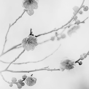 開花の詩 (feat. 鳴花ヒメ & 鳴花ミコト)