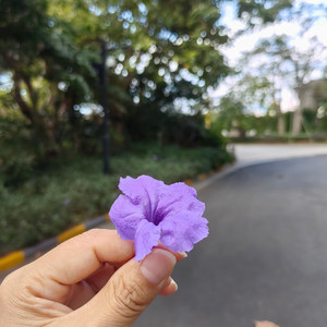 永不会凋零的花