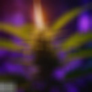 This Little Light of Mine (Explicit)