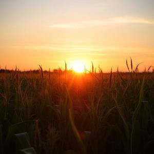 A New Morning is Dawning (feat. Per Törngren)