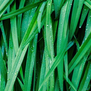 Forest Rain